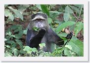 03LakeManyara - 73 * Samango Monkey.